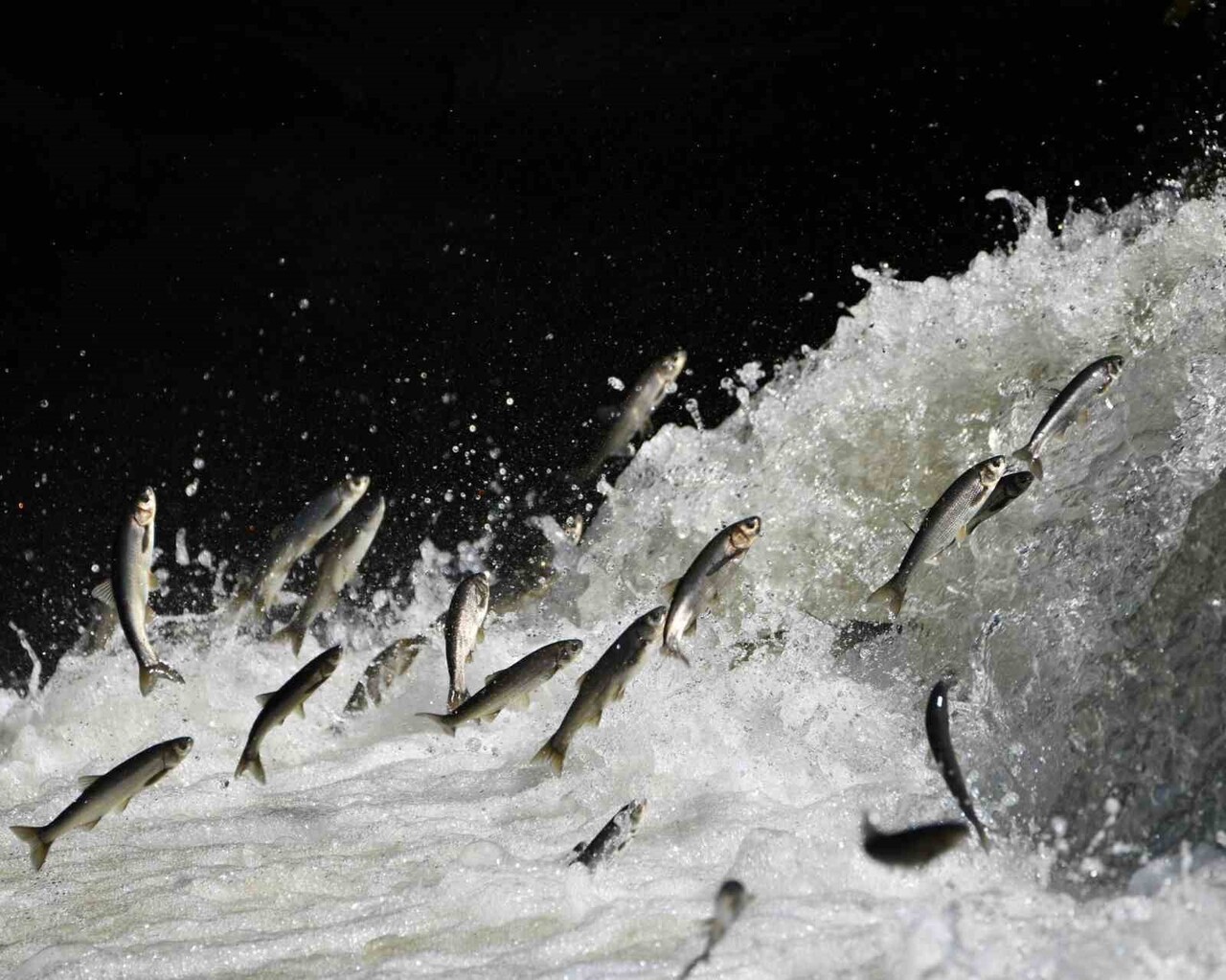 VAN YÜZÜNCÜ YIL ÜNİVERSİTESİ (YYÜ) EDEBİYAT FAKÜLTESİ COĞRAFYA BÖLÜMÜ ÖĞRETİM ÜYESİ PROF. DR....