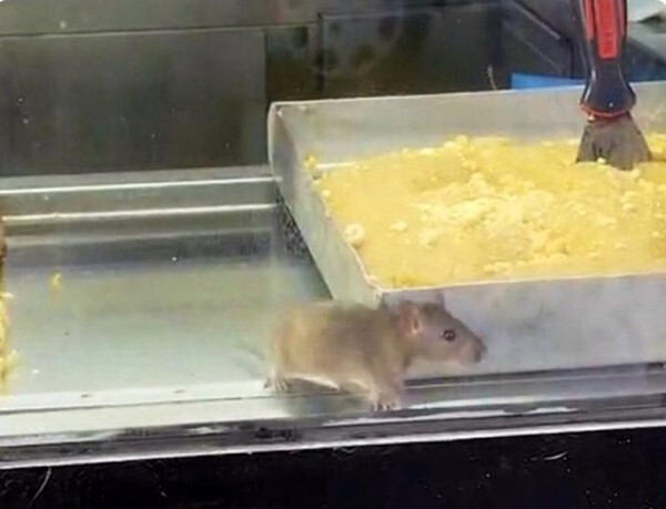 VİTRİNDE, BÖREKLERİN ÜZERİNDE GEZEN FARE GEZDİ