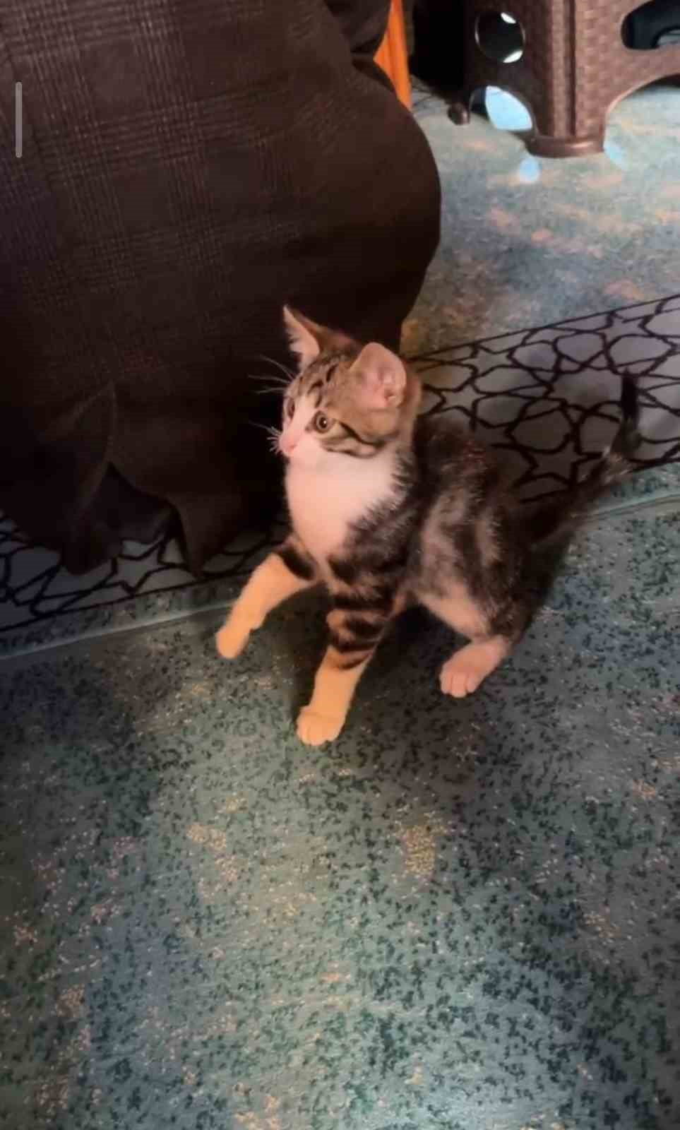 YAVRU KEDİ CAMİDE VAAZ SIRASINDA CEMAATLE VE TESBİHLE OYNADI