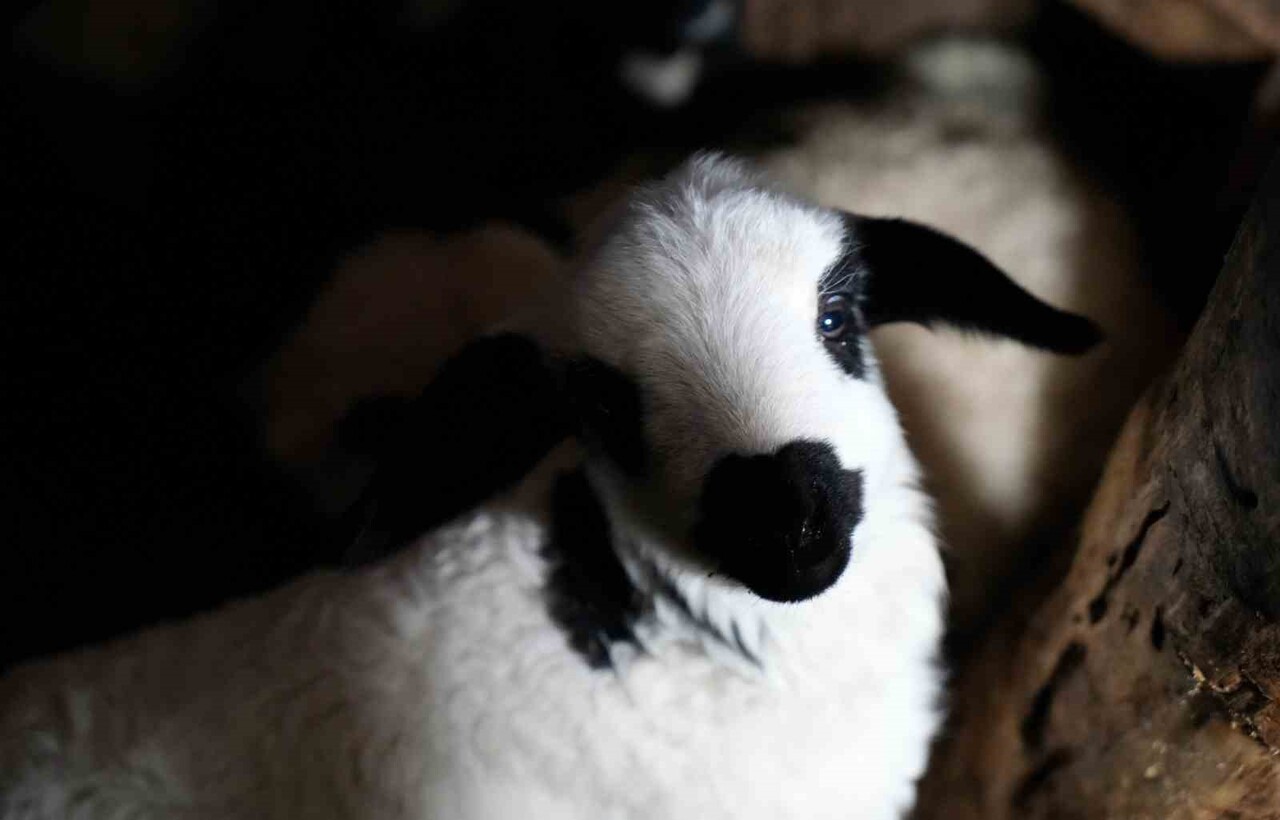 YENİ YILA GÜNLER KALA BAŞLAYAN KUZU DOĞUMLARI, ERZİNCANLI KÜÇÜKBAŞ ÜRETİCİLERİNE HEM YOĞUN MESAİ...