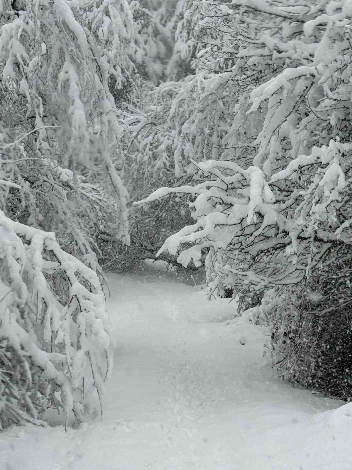 YOĞUN KAR YAĞIŞI ÖZELLİKLE DE YÜKSEK KESİMLERDE ETKİLİ OLUYOR