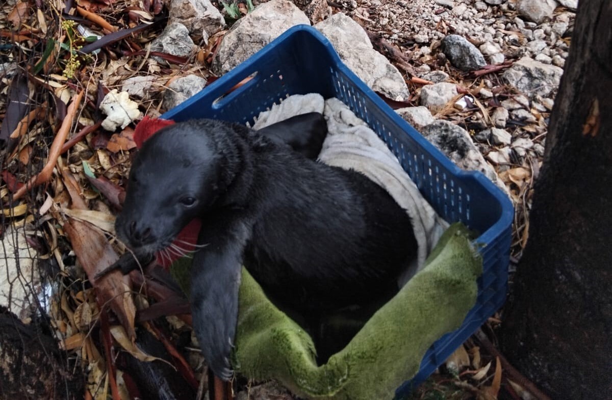 YOLUNU ŞAŞIRAN YAVRU FOKU BALIKÇILAR KURTARDI