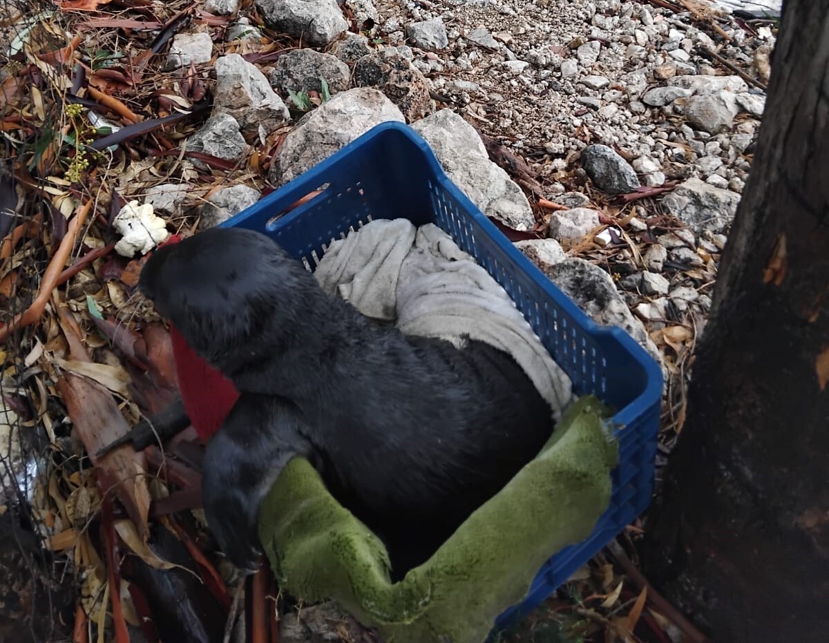 YOLUNU ŞAŞIRAN YAVRU FOKU BALIKÇILAR KURTARDI