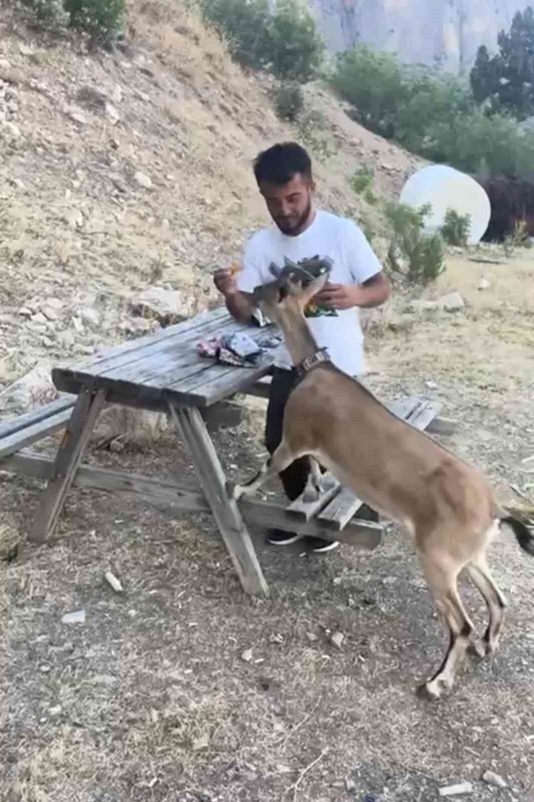YOZGAT'IN AYDINCIK İLÇESİNDE COŞKUN UZUN, DOĞADA YANINA GELEN DAĞ KEÇİSİNİ ELLERİYLE...