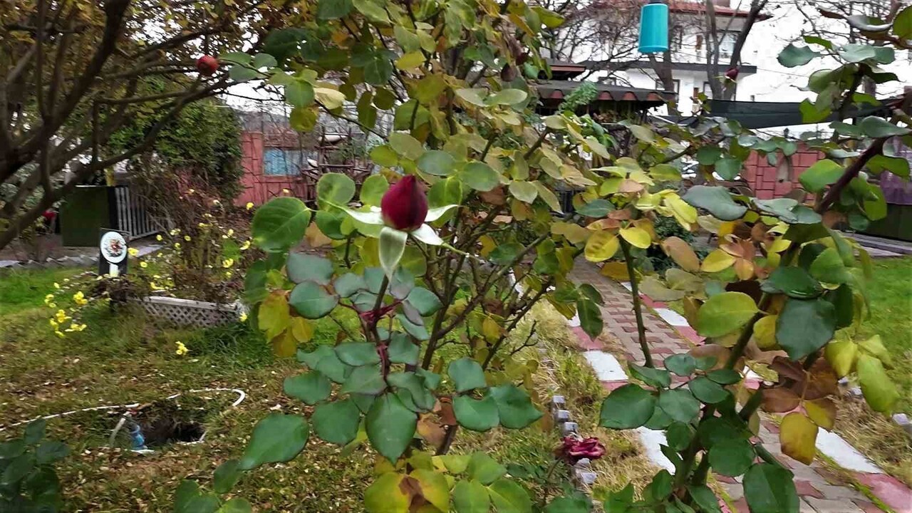 YOZGAT’IN ŞEFAATLİ İLÇESİNDE MEVSİM NORMALLERİNİN ÜZERİNDE SEYREDEN SICAKLIKLAR VE KURAK GEÇEN YAZ...