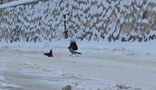 AÇ KALAN KARGALAR SOKAKLARA İNDİ