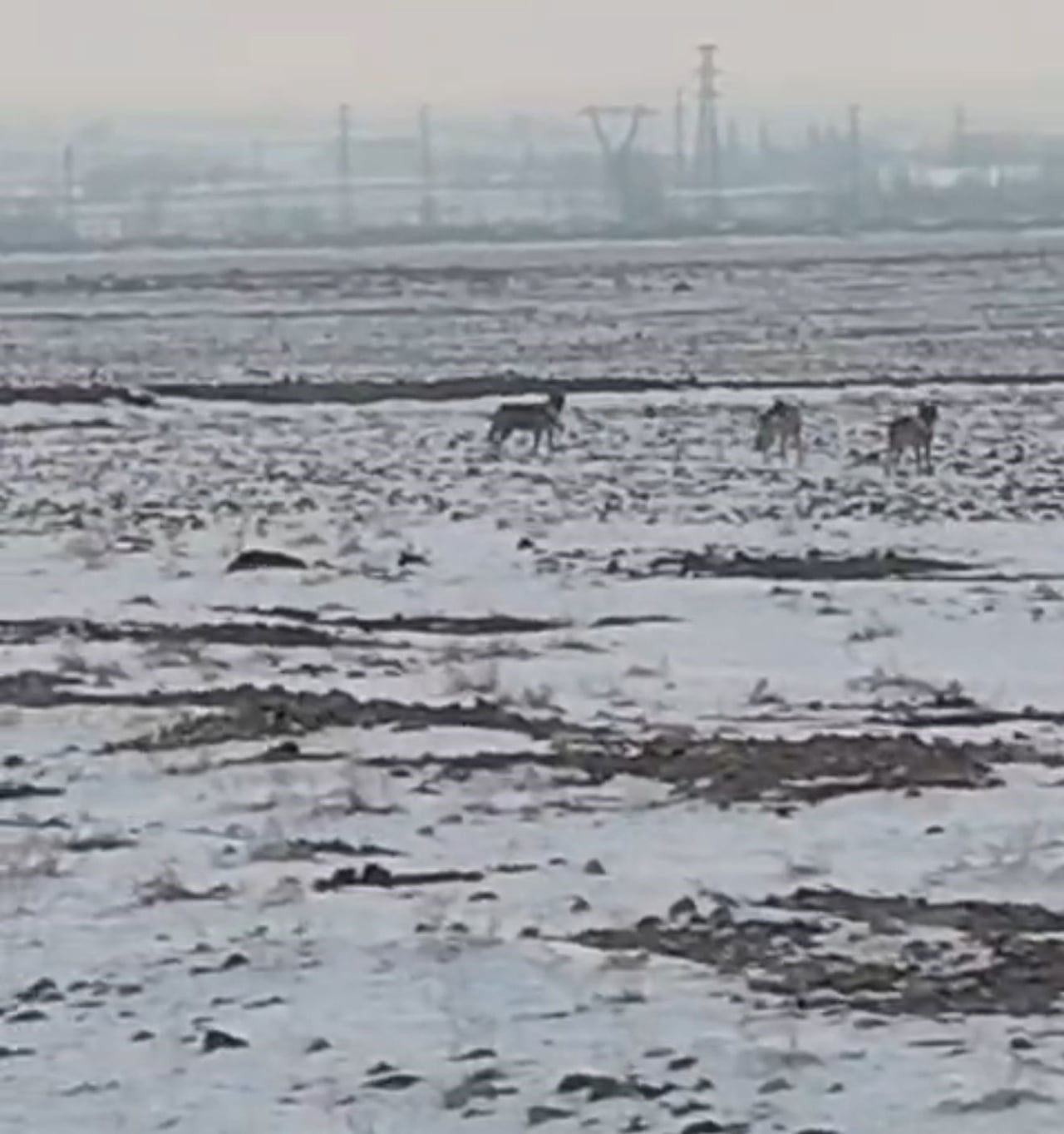 AÇ KALAN KURT SÜRÜSÜ IĞDIR OVASINA İNDİ