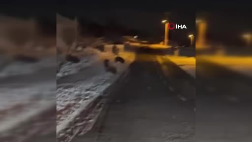 Aç kalan yaban domuzları yerleşim yerine indi