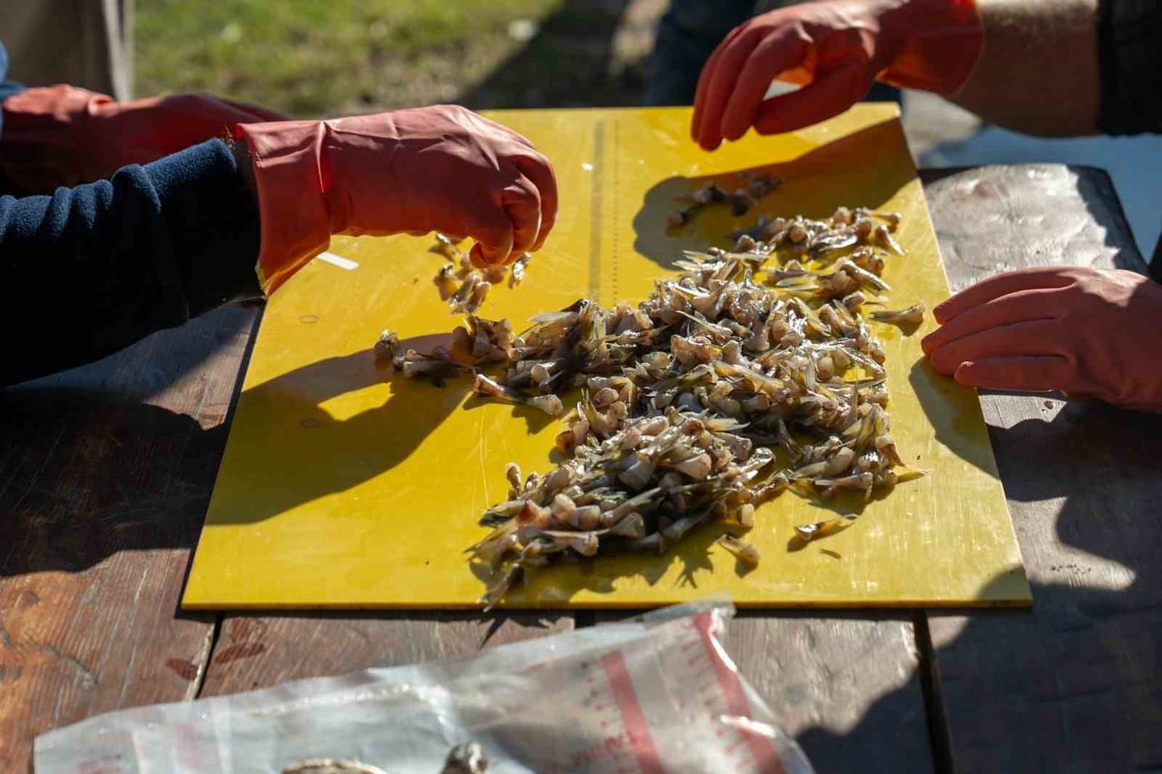 ADANA'DA BALIKÇILAR TARAFINDAN 4 GÜNDE 128 BİN BALON BALIĞI AKDENİZ'DEN TOPLANARAK KARATAŞ İLÇE...