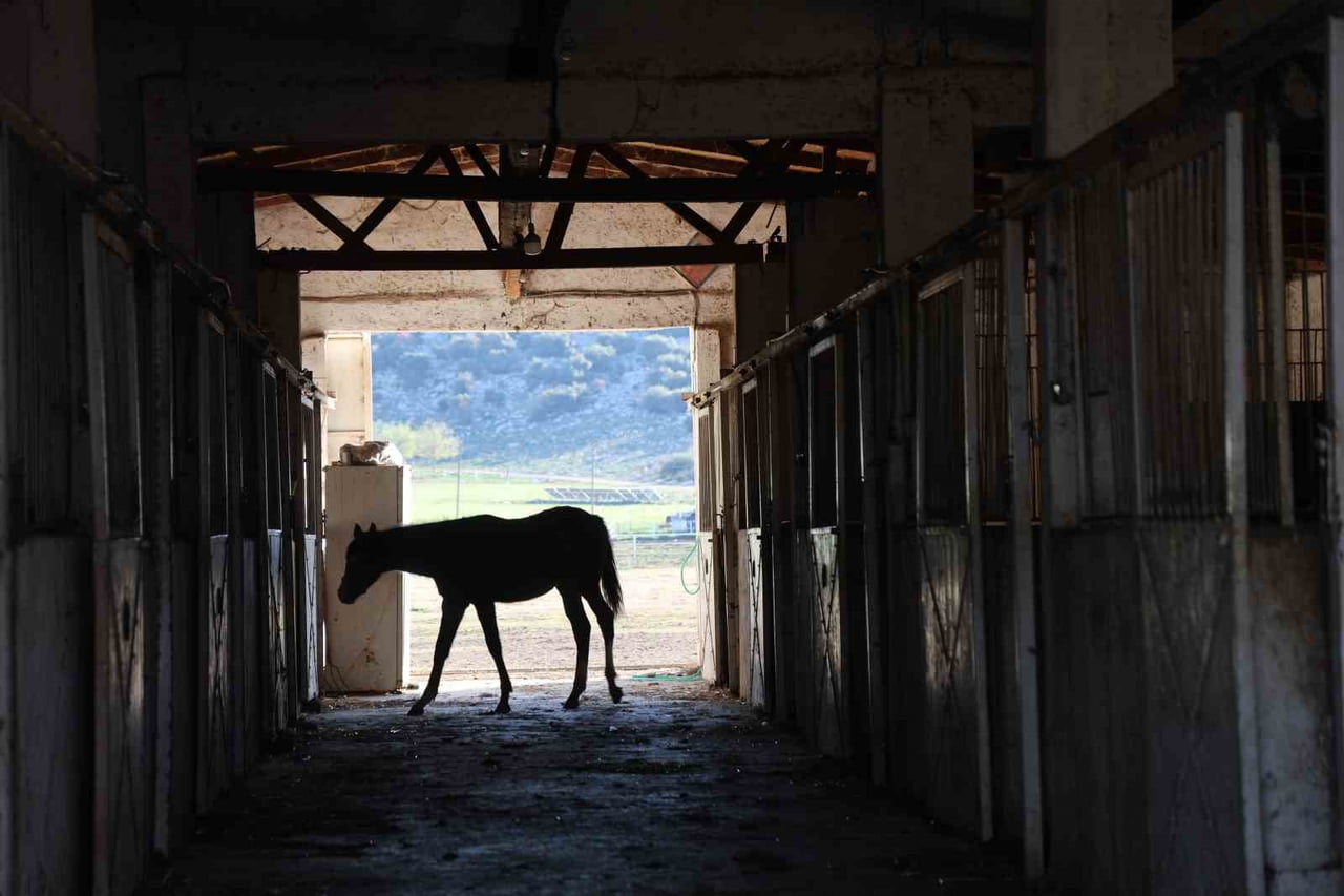 ADANA'NIN KOZAN İLÇESİNDE YAKLAŞIK 30 YILDIR MİLYONLUK SAFKAN İNGİLİZ VE ARAP ATLARI...