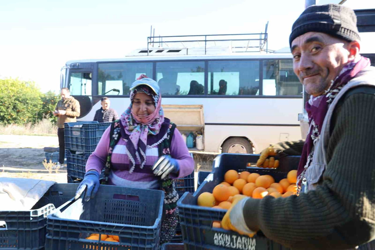 ADANA’NIN KOZAN İLÇESİNDE COĞRAFİ İŞARET İLE LEZZETİ TESCİLLİ KOZAN PORTAKALINDA HASAT...