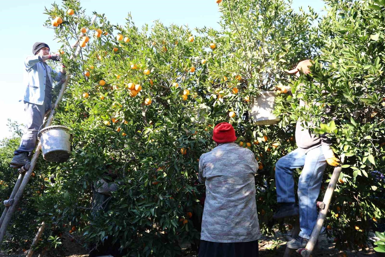 ADANA’NIN KOZAN İLÇESİNDE COĞRAFİ İŞARET İLE LEZZETİ TESCİLLİ KOZAN PORTAKALINDA HASAT...