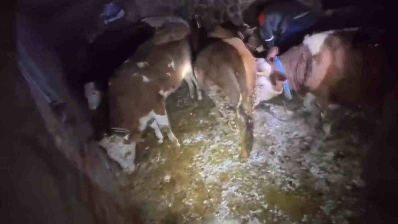 ADIYAMAN’DA YOĞUN KAR YAĞIŞINA DAYANAMAYAN AHIR ÇÖKTÜ. AHIRDAKİ 20 BÜYÜKBAŞ HAYVANDAN 3 TANESİNE...