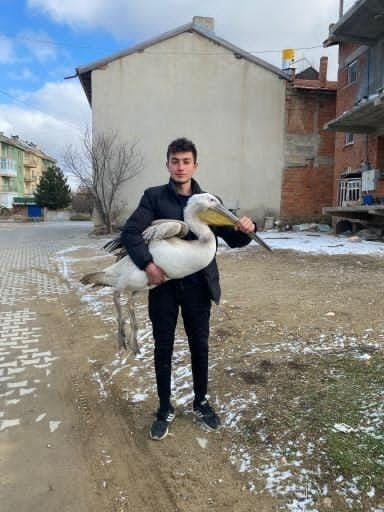 AFYONKARAHİSAR’DA SOKAKTA GEZEN BİR GENÇ TARAFINDAN BULUNAN UÇAMAYAN PELİKAN KORUMA ALTINA...