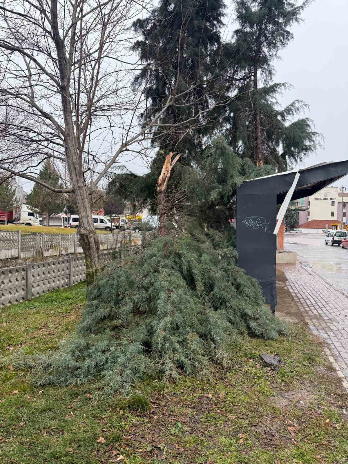 AĞAÇ GÖVDESİNDEN KIRILDI