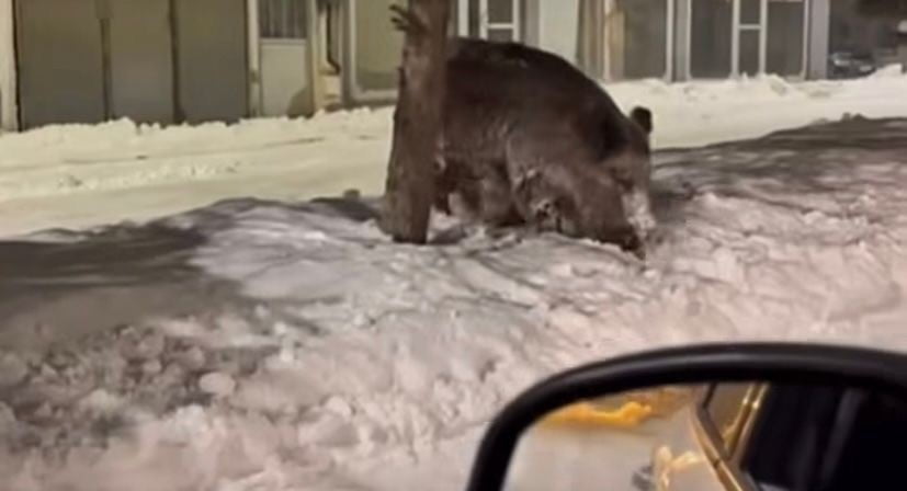 AĞRI'NIN PATNOS İLÇESİ SELAHADDİN EYYÜBİ MAHALLESİ KANUNİ CADDESİ ÜZERİNDE, BİR VATANDAŞ...