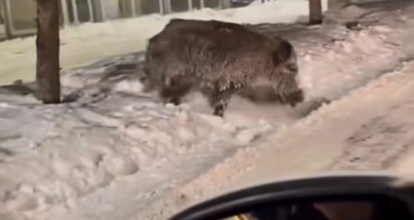 AĞRI'NIN PATNOS İLÇESİ SELAHADDİN EYYÜBİ MAHALLESİ KANUNİ CADDESİ ÜZERİNDE, BİR VATANDAŞ...