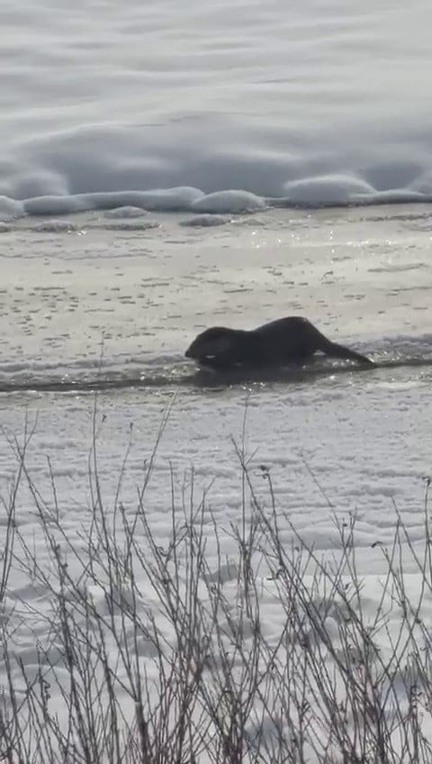 AĞRI’NIN TAŞLIÇAY İLÇESİNDE, MURAT NEHRİ’NDE YİYECEK ARARKEN GÖRÜNTÜLENEN İKİ SU SAMURU, BÖLGEDE...
