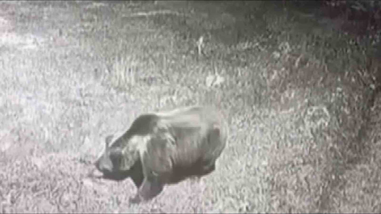 AMASYA’NIN GÜMÜŞHACIKÖY İLÇESİNDE BİR KÖYDE GÖRÜNTÜSÜ GÜVENLİK KAMERASINA TAKILAN AYI YÖREDE...