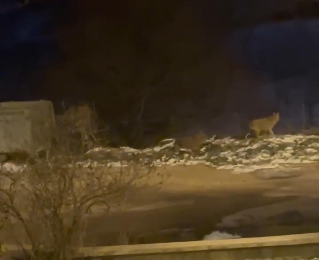 ANKARA'DA YERLEŞİM YERİNE İNEN KURT SÜRÜSÜ ÇÖPLERİ KARIŞTIRDI.