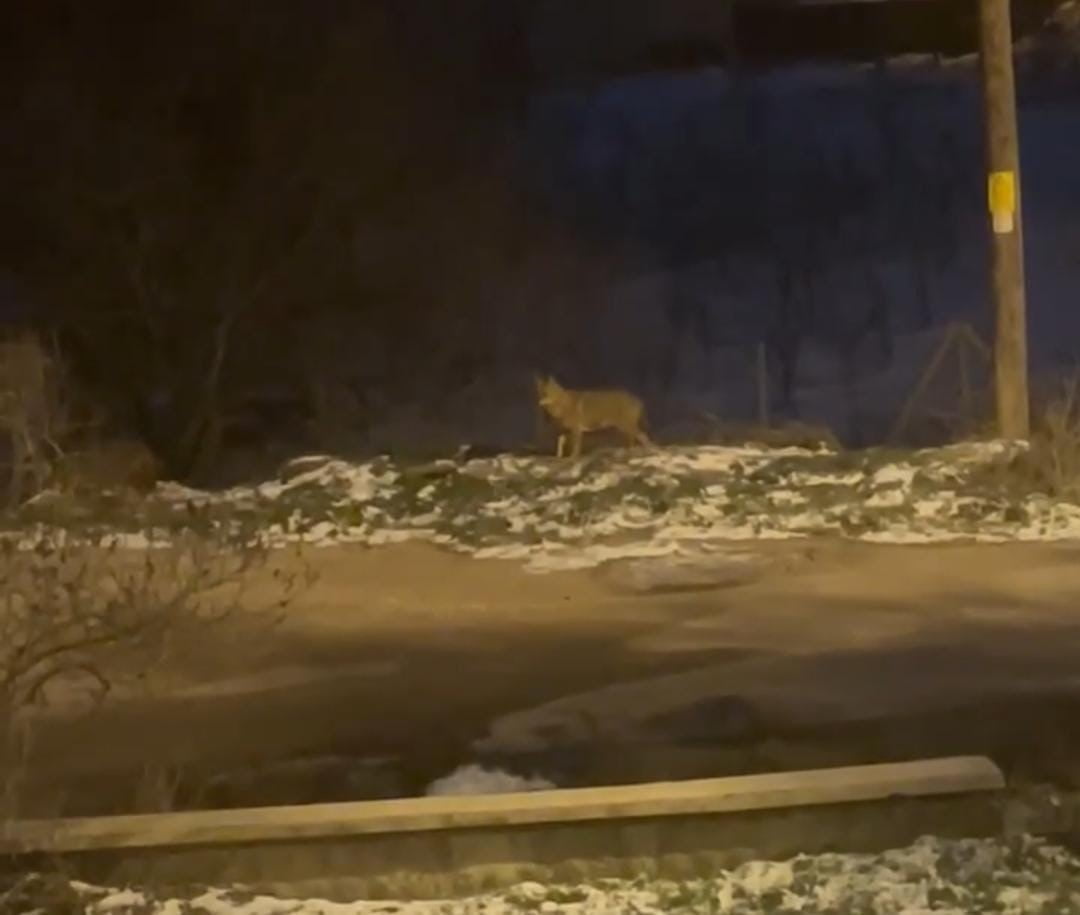 ANKARA'DA YERLEŞİM YERİNE İNEN KURT SÜRÜSÜ ÇÖPLERİ KARIŞTIRDI.