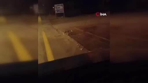 Ankara’da aç kalan tilkiler şehir merkezine indi