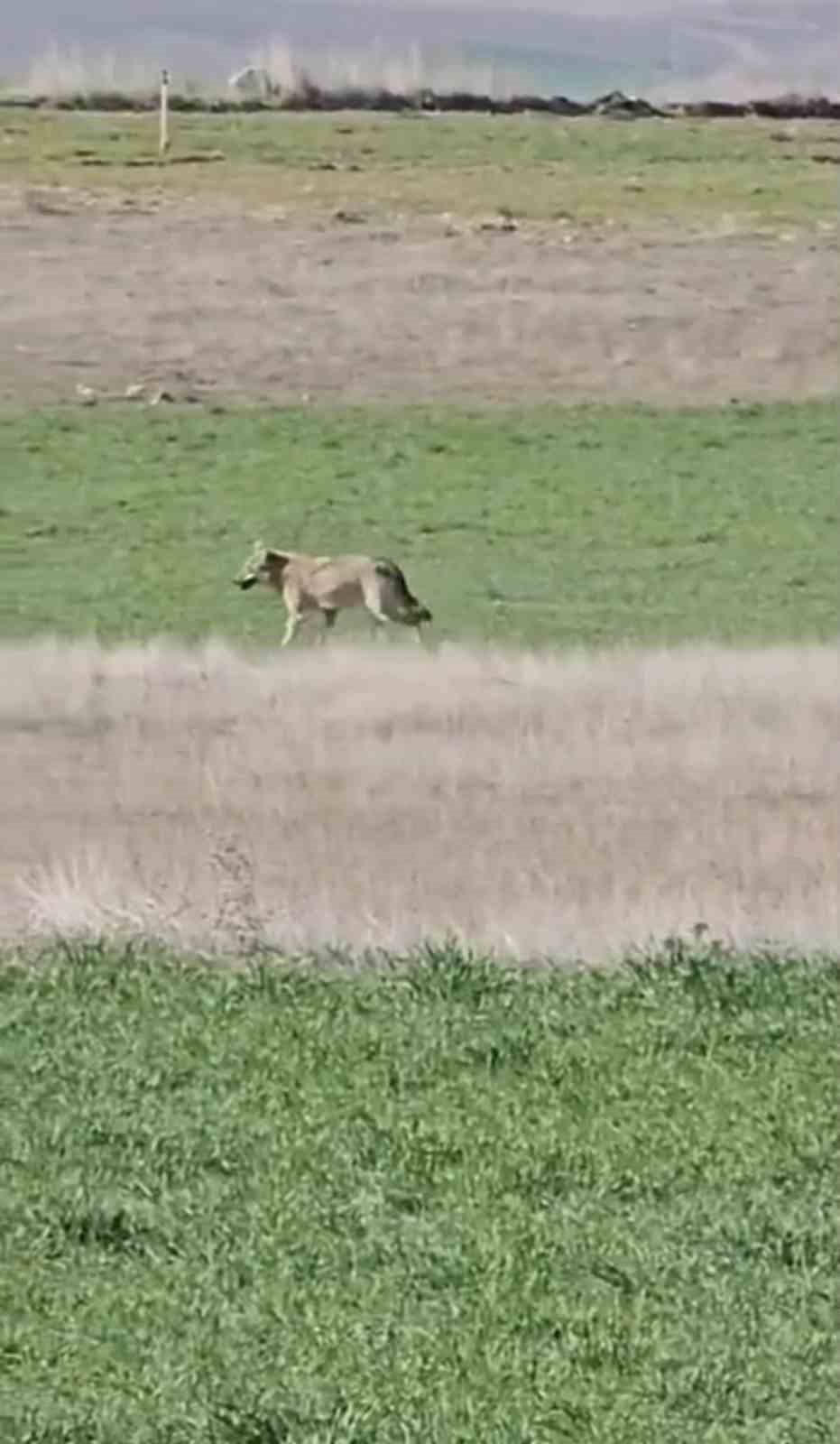 ANKARA’NIN BEYPAZARI İLÇESİNDE AÇ KALAN KURTLAR TARLADA ÇALIŞAN KÖYLÜLERİN YANINA İNDİ.