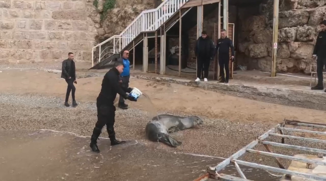 ANTALYA'DA MERMERLİ PLAJI'NDA KUMSALDA HAREKETSİZ HALDE BULUNAN YETİŞKİN AKDENİZ FOKU, DENİZ...