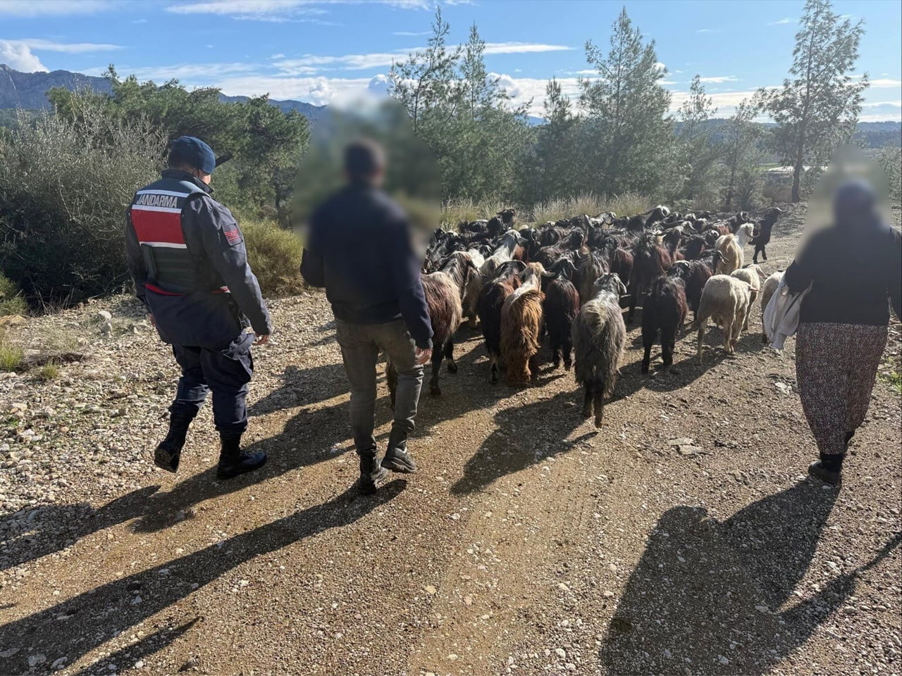 ANTALYA’NIN AKSU İLÇESİNDE YOĞUN YAĞIŞ NEDENİYLE KAYBOLAN 55 KÜÇÜKBAŞ HAYVAN, JANDARMANIN ZORLU...