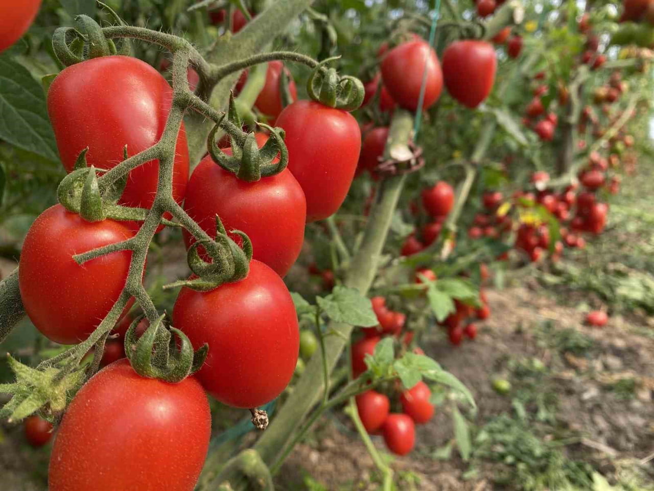 ANTALYA TİCARET BORSASI TARAFINDAN AÇIKLANAN 2025 YILI ARALIK AYI HAL ENDEKSLERİNE GÖRE, DOMATES...