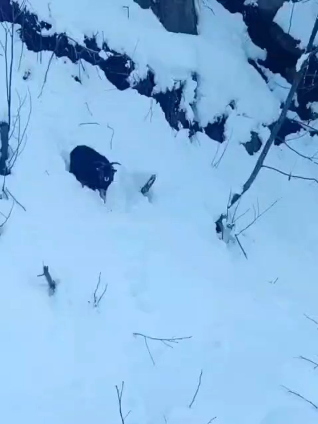 ARDEŞEN’DE KARDAN KAPANAN YOLDA ÇALIŞMA YAPAN OPERATÖR, KAYBOLAN KEÇİYİ İŞ MAKİNESİNE ALARAK...