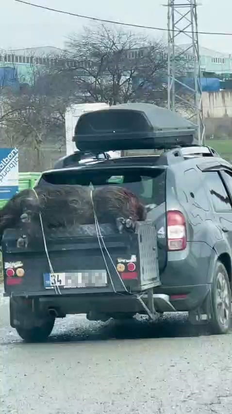 ARNAVUTKÖY İLÇESİNDE ÖLÜ DOMUZUN BİR ARACIN ARKASINA HALATLA BAĞLANARAK TAŞINMASI CEP TELEFONU...