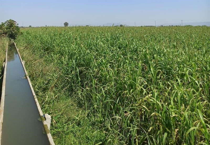 (ARŞİV FOTO) - AYDIN'DA 2025 YILINDA KABA YEM ÜRETİMİNİN ARTIRILMASI AMACIYLA 25 BİN DEKARI AŞKIN...