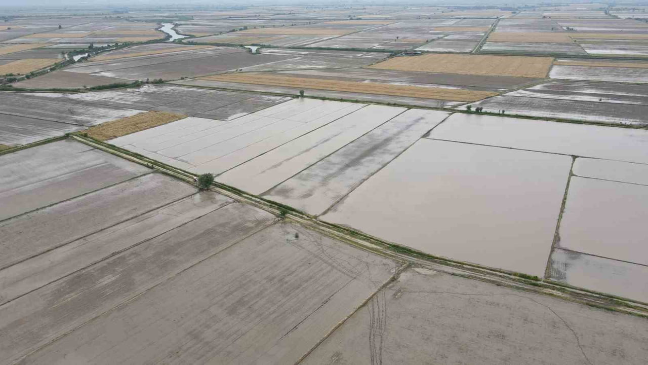 (ARŞİV FOTO) - SÖKE’DE 2026 ÜRETİM YILI ÇKS ÜRÜN BEYANLARI AÇIKLANIRKEN, İLÇEDE BUĞDAY, PAMUK VE...