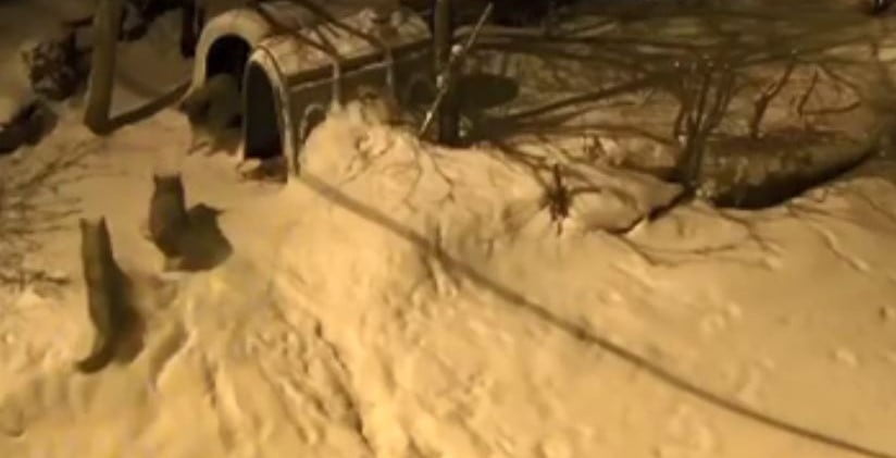 ARTVİN'İN ŞAVŞAT İLÇESİNDE 'MEKS' İSİMLİ BEKÇİ KÖPEĞİ, GECE KÖYE İNEN 6 KURDA KARŞI KOYARAK...