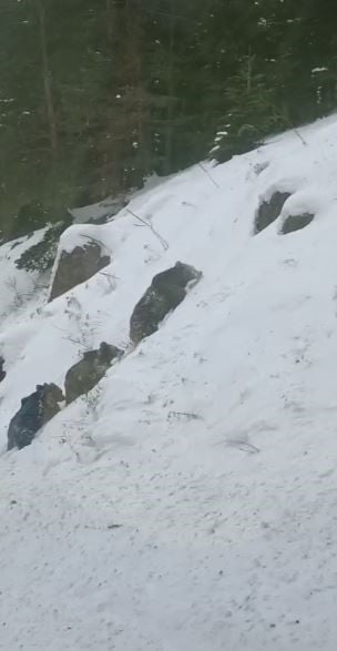 ARTVİN’İN ŞAVŞAT İLÇESİNDE BULUNAN SAHARA BÖLGESİNDE, KIŞ UYKUSUNA YATMASI GEREKEN 4 BOZ AYININ...