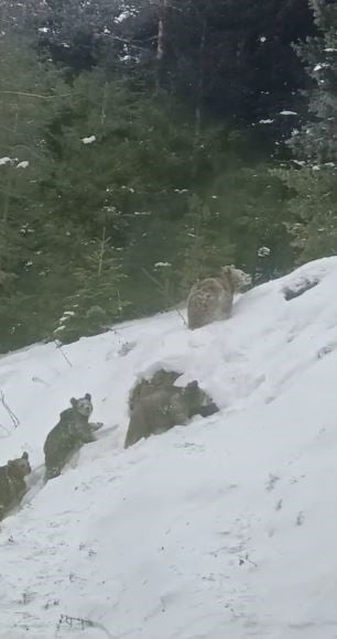 ARTVİN’İN ŞAVŞAT İLÇESİNDE BULUNAN SAHARA BÖLGESİNDE, KIŞ UYKUSUNA YATMASI GEREKEN 4 BOZ AYININ...
