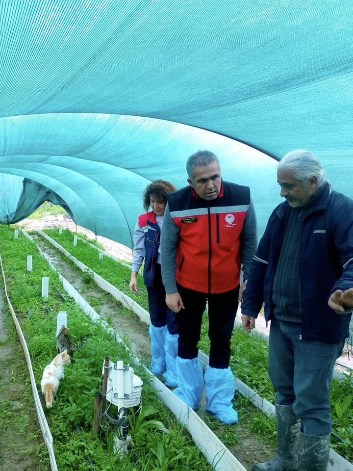 AYDIN'IN EFELER İLÇESİ KIZILCAKÖY MAHALLESİ’NDE SALEP ORKİDESİ ÜRETİMİ YAPAN ENDER YENEL, BİN 700...