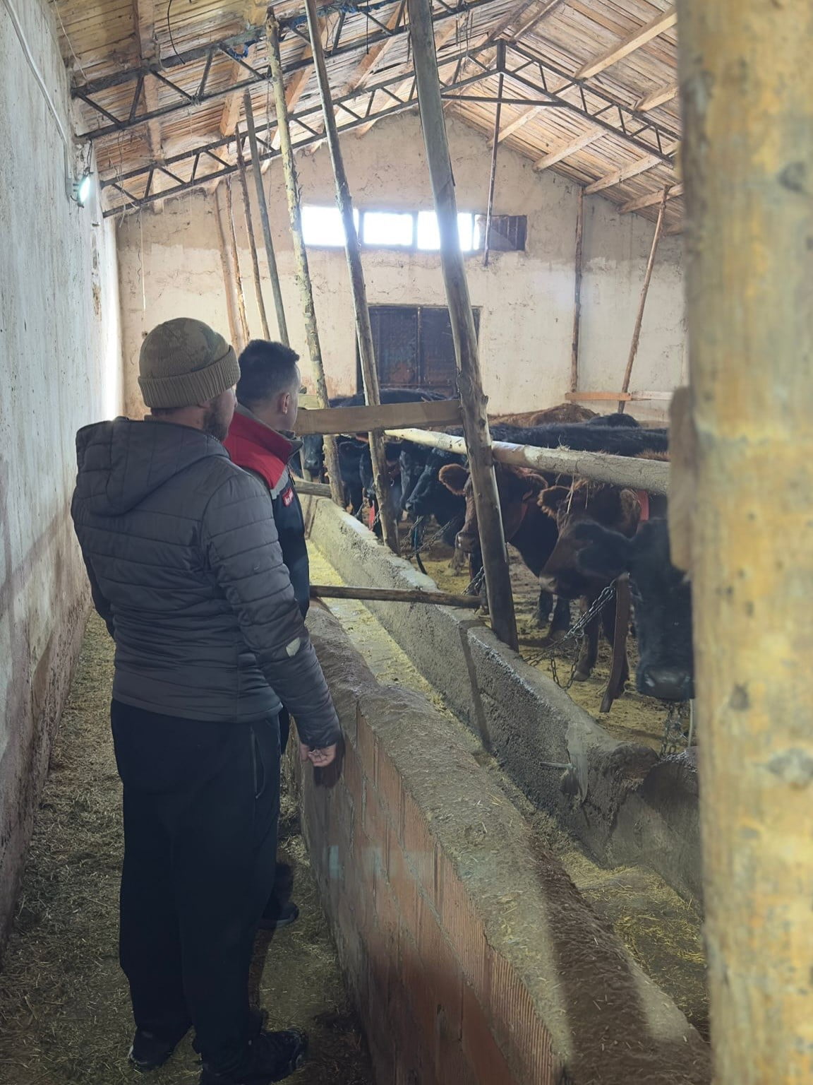 AYDINTEPE'DE HAYVANCILIĞA DESTEK KAPSAMINDA DÜVE TESLİMATLARI SÜRÜYOR