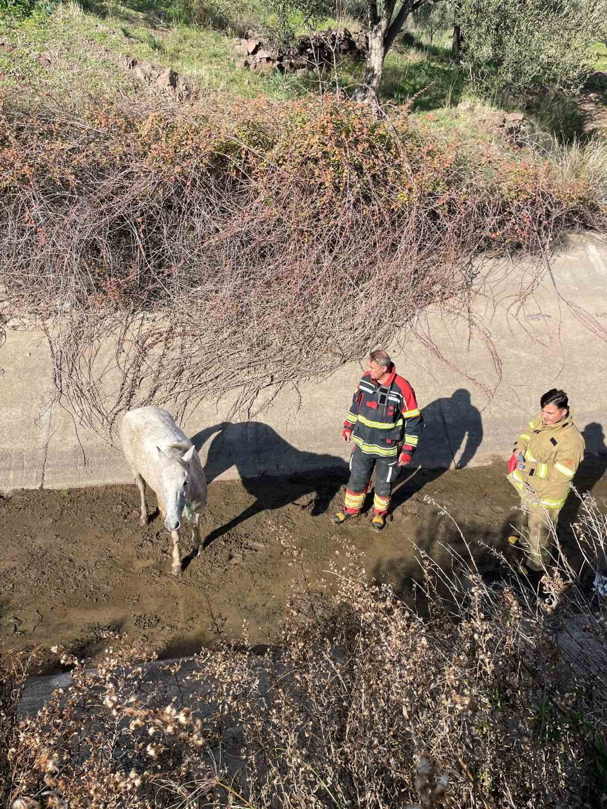 AYVALIK’TA İTFAİYEDEN AT KURTARMA OPERASYONU