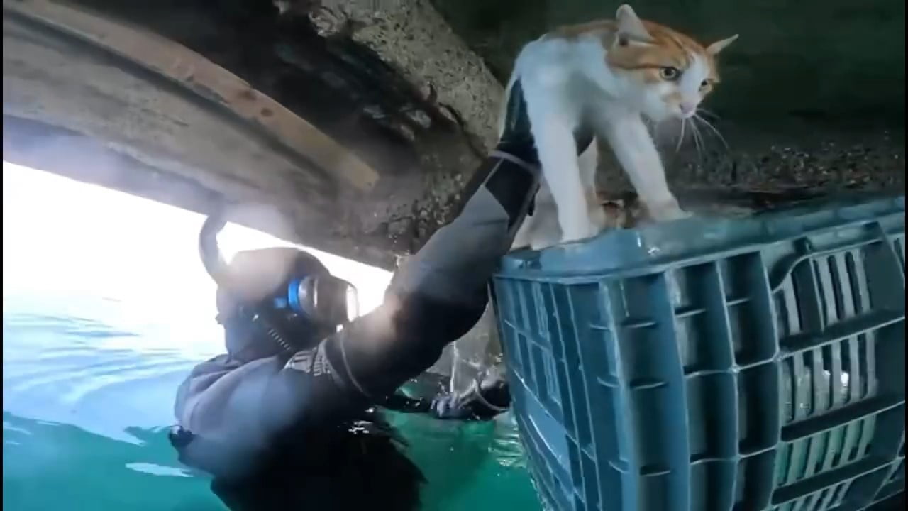 BALIKESİR’İN EDREMİT İLÇESİNDE, DENİZİN KENARINDAKİ İSKELENİN ALTINDA MAHSUR KALAN KEDİ, SAHİL...