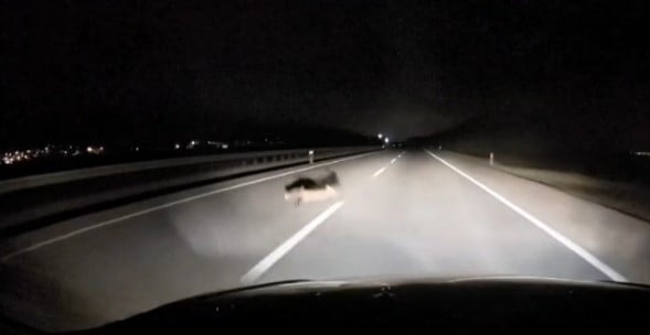 BANDIRMA-KARACABEY İSTİKAMETİNDE SEYİR HALİNDE OLAN BİR ARACIN ÖNÜNE ANİDEN ÇIKAN TİLKİ, SÜRÜCÜYE...