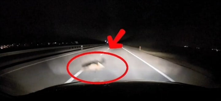 BANDIRMA-KARACABEY İSTİKAMETİNDE SEYİR HALİNDE OLAN BİR ARACIN ÖNÜNE ANİDEN ÇIKAN TİLKİ, SÜRÜCÜYE...