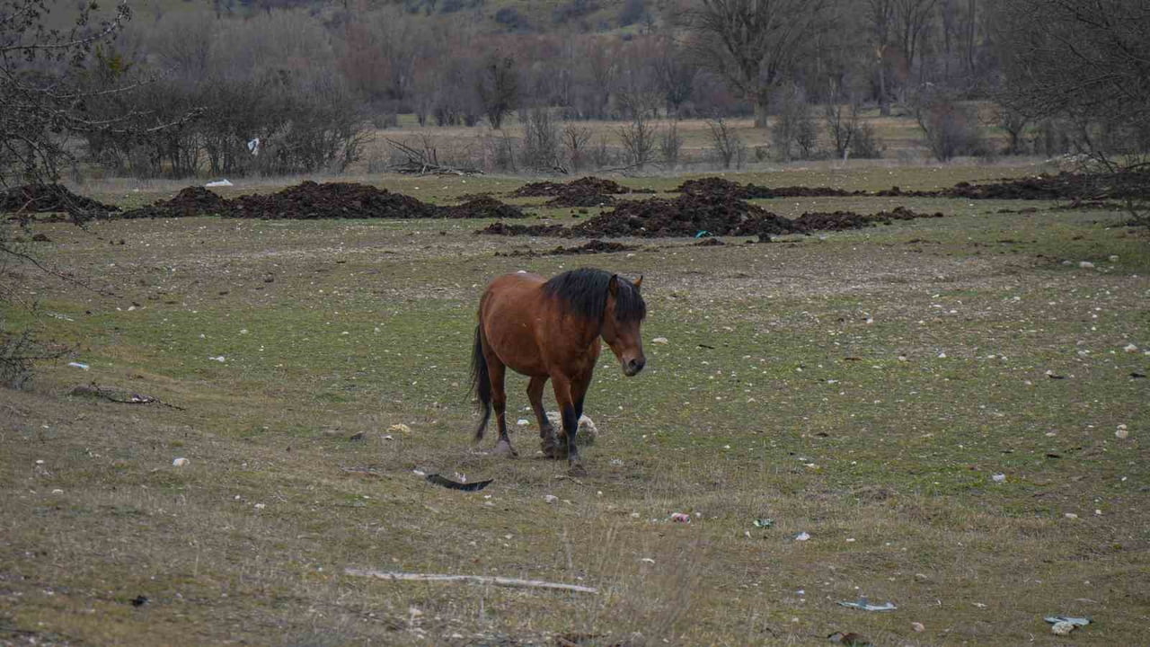 BAŞKENT'TE YABAN HAYATININ SİMGELERİNDE OLAN YILKI ATLARI, DOĞAL YAŞAM ALANLARINDA...