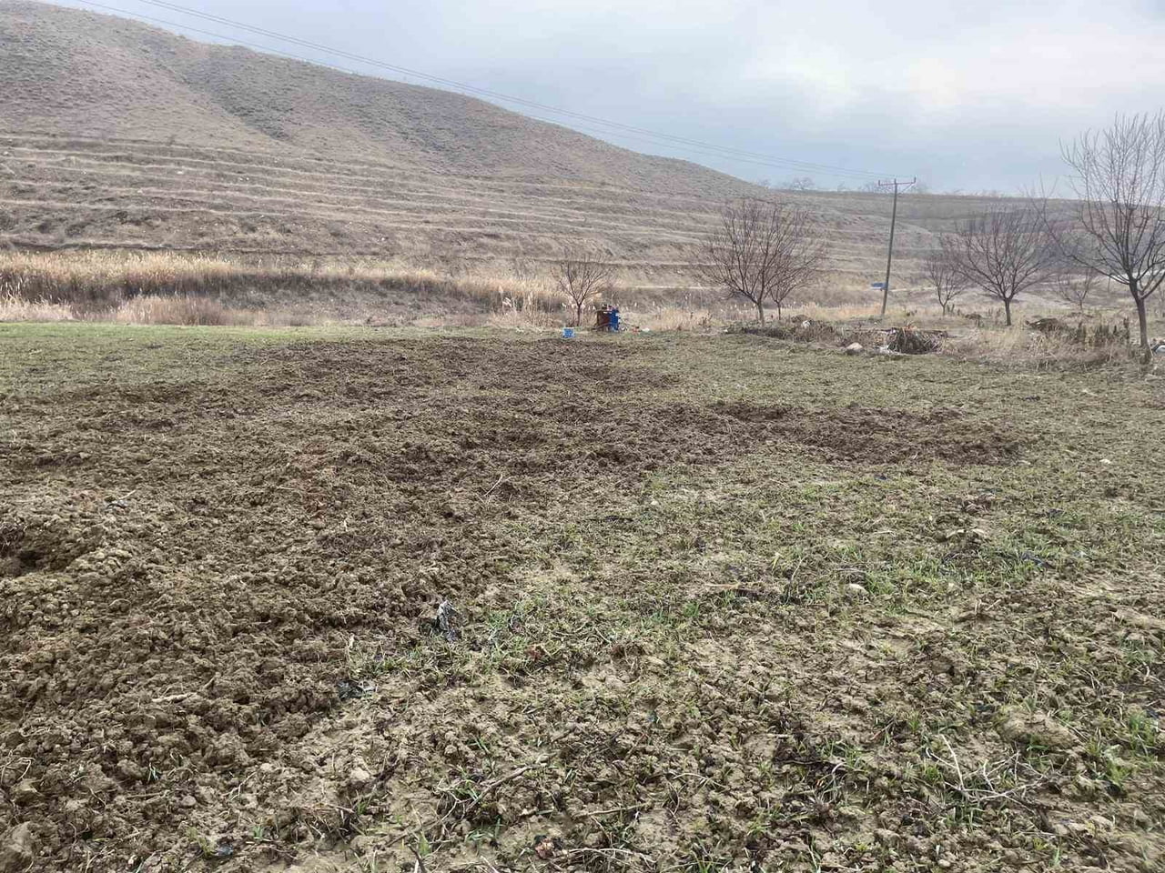 BASKİL’DE YABAN DOMUZLARI EKİLİ 10 DÖNÜM ARAZİYİ TALAN ETTİ