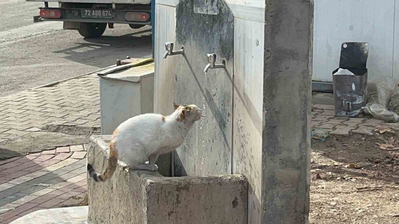 BATMAN'DA SOĞUK HAVADA SUSAYAN KEDİ, VATANDAŞLARIN ÇEŞMENİN MUSLUĞUNU AÇMASIYLA SUSUZLUĞUNU...