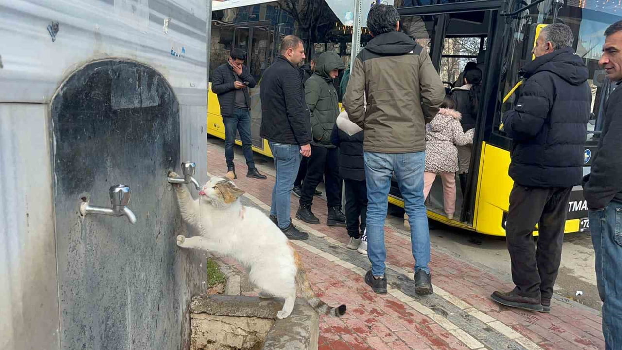 BATMAN'DA SOĞUK HAVADA SUSAYAN KEDİ, VATANDAŞLARIN ÇEŞMENİN MUSLUĞUNU AÇMASIYLA SUSUZLUĞUNU...