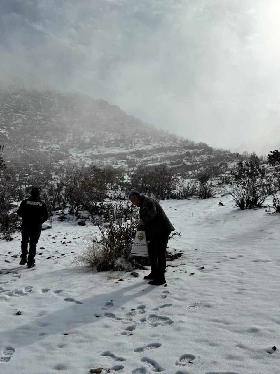 BATMAN’IN HASANKEYF İLÇESİNDE ORMAN İŞLETME ŞEFLİĞİ EKİPLERİ, YİYECEK BULMAKTA ZORLANAN YABAN...