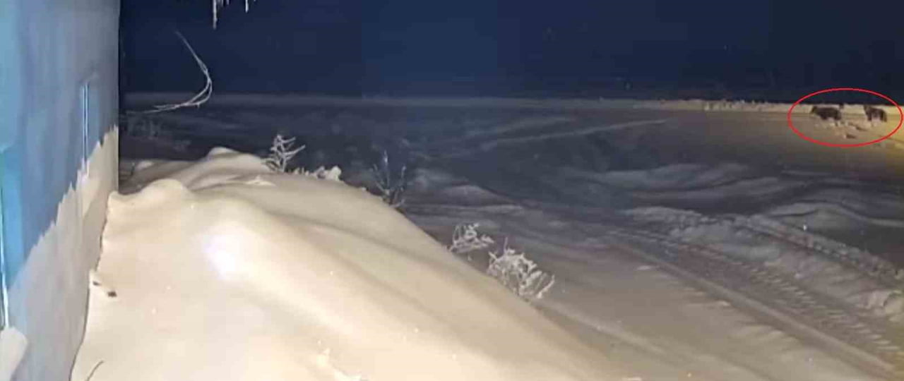 BAYBURT'TA KURT SÜRÜSÜNÜN KÖPEĞİ KOVALADIĞI ANLAR KAMERADA