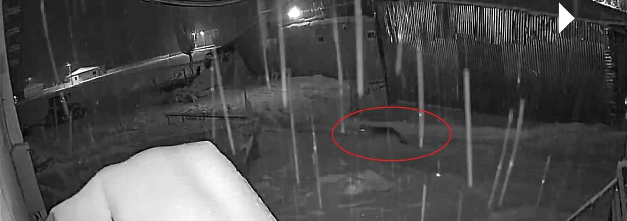 BAYBURT'TA KURT SÜRÜSÜNÜN KÖPEĞİ KOVALADIĞI ANLAR KAMERADA